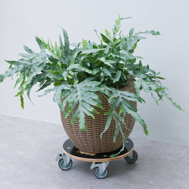 Nature Plant Trolley Round 38cm Black Wood